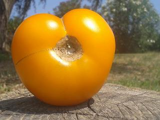 Tomatissims Catalogo de tomates Variedad: Corazón de buey