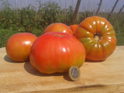 Tomatissims Catalogo de tomates Variedad:  Rosa de Huesca
