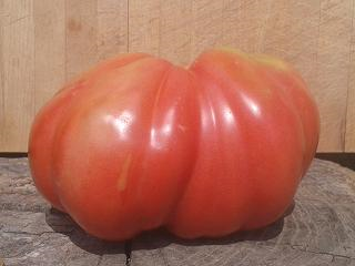 Tomatissims Catalogo de tomates Variedad: Tomatissima 1®