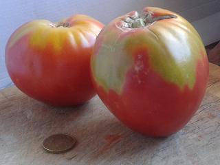 Tomatissims Catalogo de tomates Variedad: Corazón de buey