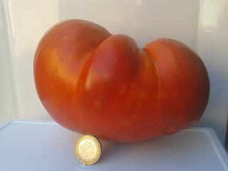 Tomatissims Catalogo de tomates Variedad: Corazón de buey anaranjada