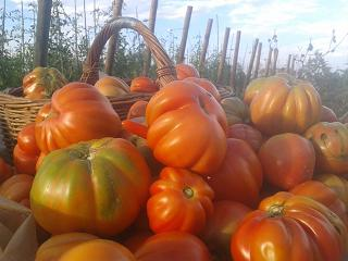 Tomatissims Catalogo de tomates Variedad: Liguria