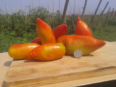 Tomatissims Catalogo de tomates Variedad: Del pimiento