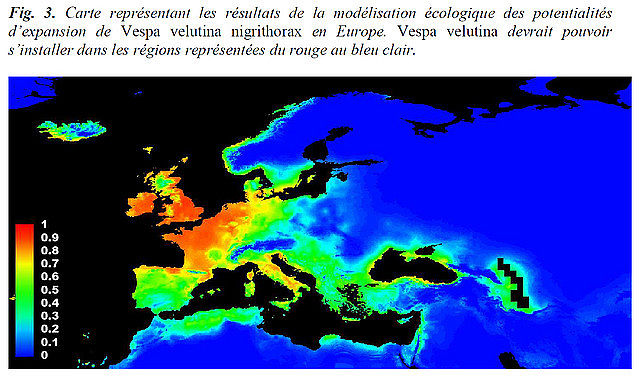 Blog Tomatissims Jornada sobre la Vespa velutina al Museu Marítim de Barcelona