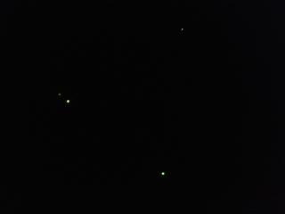 Blog Tomatissims Las luciérnagas se establecen en la finca de Tomatissims.