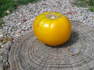 Blog Tomatissims Tomatissimas nueva gama de tomates hibridos naturales