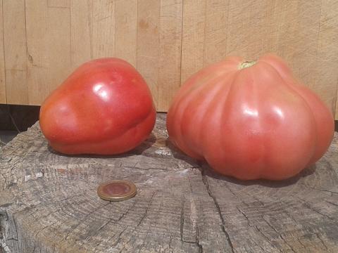 Blog Tomatissims Tomatissimas nueva gama de tomates hibridos naturales
