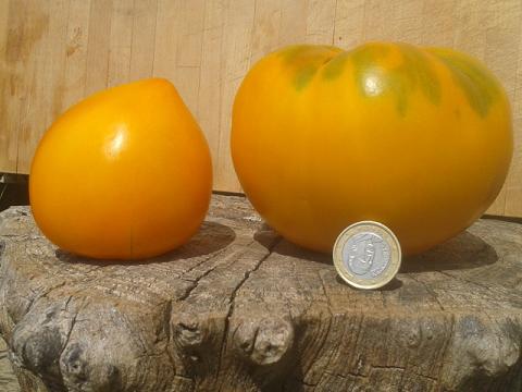 Blog Tomatissims Tomatissimas nueva gama de tomates hibridos naturales