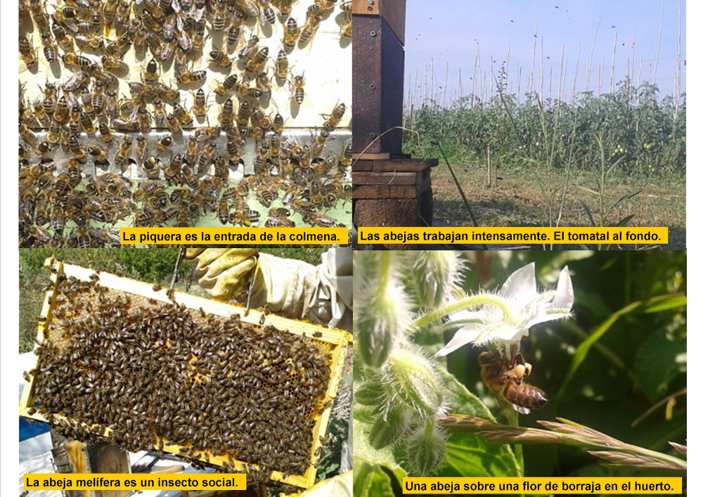 Tomatissims apicultura